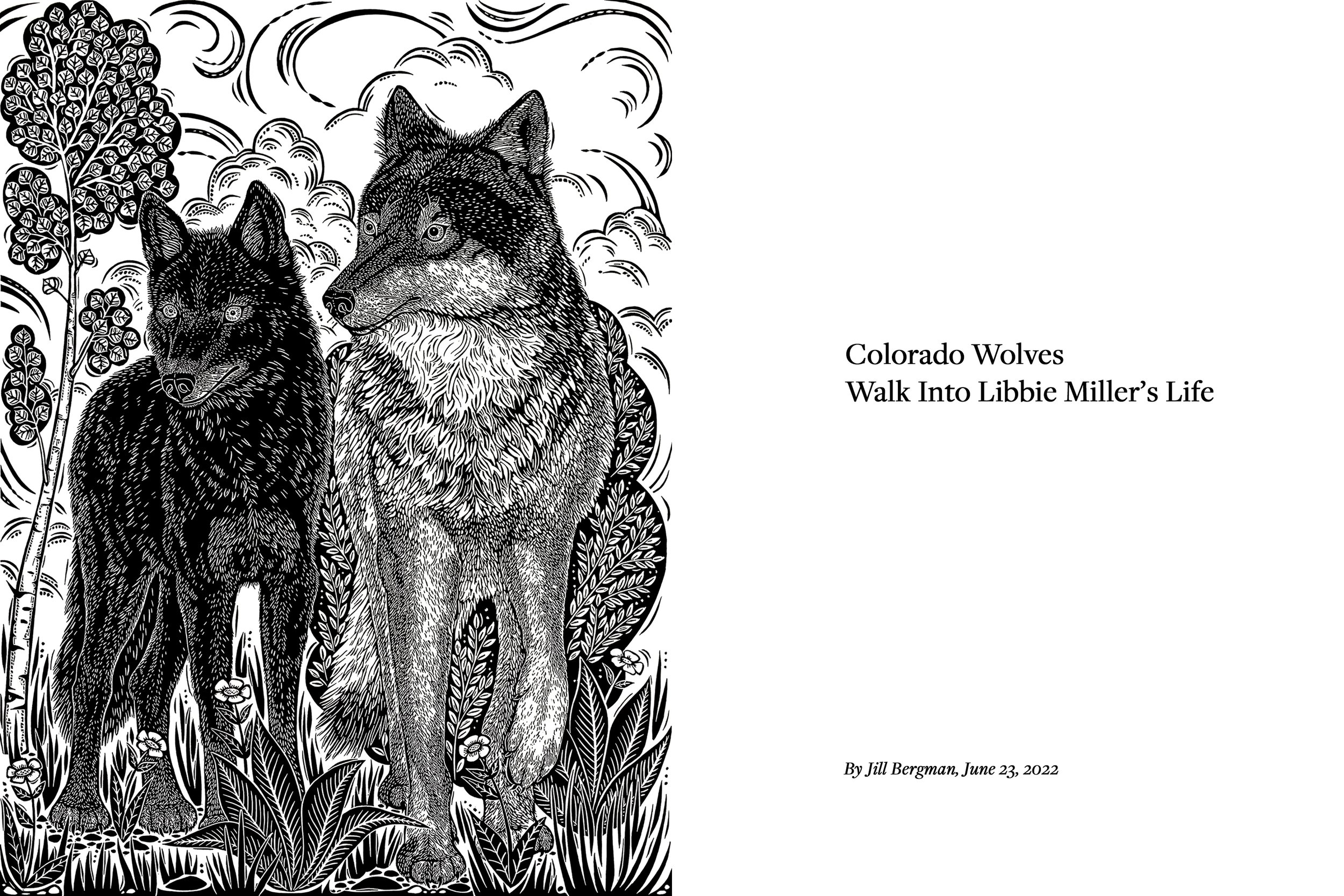 Colorado Wolves Walk into Libbie Miller's Life — Jill Bergman
